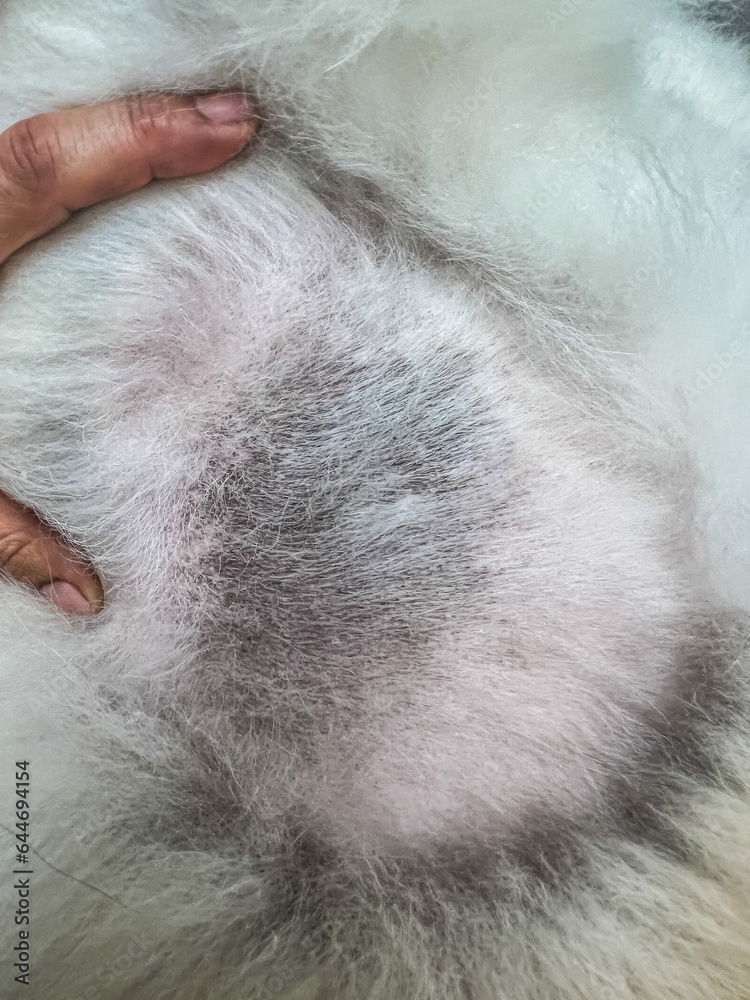 Dog skin color and texture change to darker.Hyperpigmentation disease