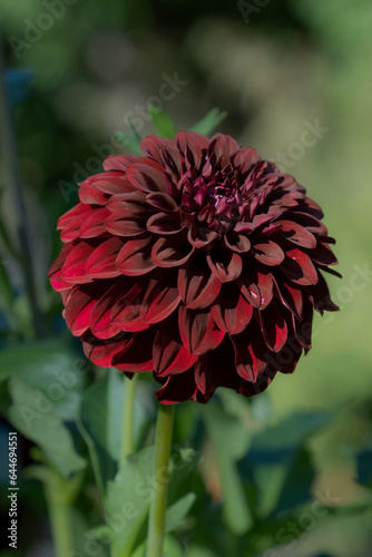 Dark Red Dahlia Vertically