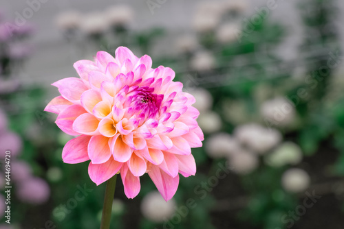 Pink Dahlia Horizontally