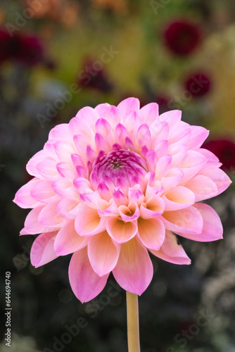 Pink Dahlia Vertically