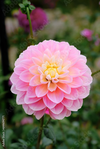 Pink Dahlia Vertically