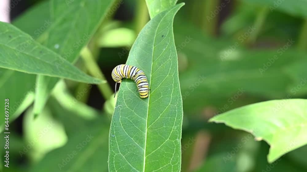 4K HD video of a monarch butterfly caterpillar moving down a milkweed leaf with the green leaves blowing in the wind.
4K HD video of a monarch butterfly caterpillar moving down a milkweed leaf with the green leaves blowing in the wind.