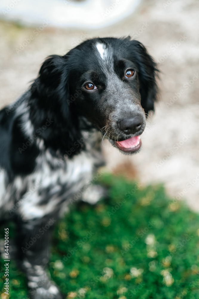 A Russian spaniel dog on the lawn. Black and white color. A loyal friend. Portrait of a dog. A Russian spaniel dog on the lawn. Black and white color. A loyal friend. Portrait of a dog.