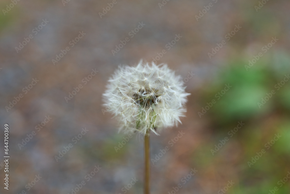 Dandelion seeds in their full form blooming in a meadow Dandelion seeds in their full form blooming in a meadow