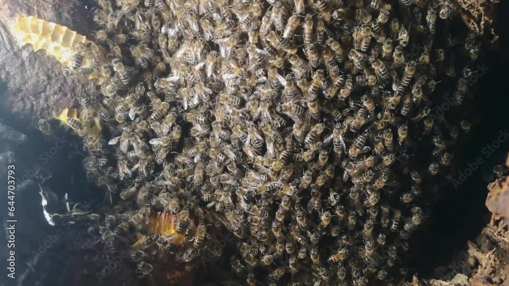 Explore honeybee colony guarding queen in tree trunk. Camera moves closer, revealing nature's wonder in this captivating and spectacular footage. LuPa Creative.