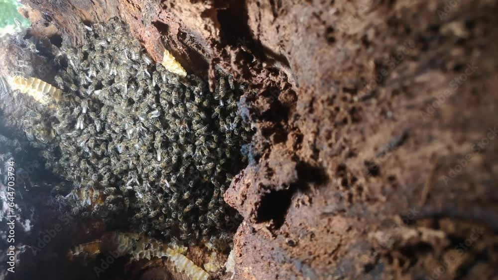A bustling bee colony in the heart of a tree trunk. Camera gently approaches the nest. Diligent worker bees guarding their queen in this remarkable footage, revealing nature's wonders. LuPa Creative