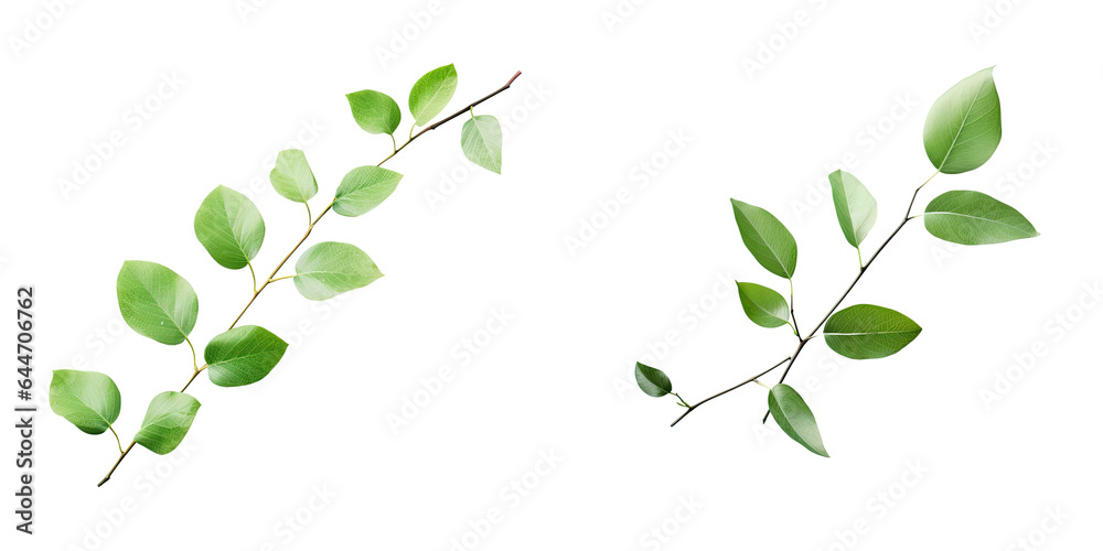 Green leaves on a transparent background