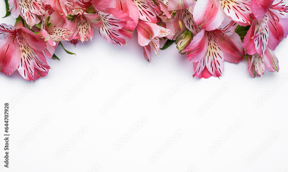 Beautiful Alstroemeria flowers on white background Beautiful Alstroemeria flowers on white background