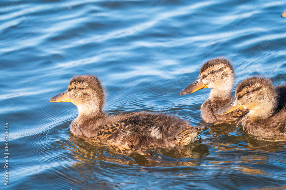 Fototapeta premium Cute little duckling swimming alone in a lake or river with calm water