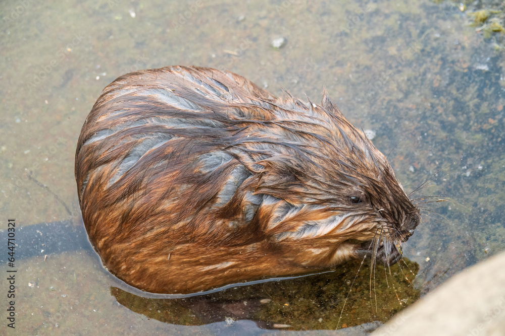 Wild animal Muskrat, Ondatra zibethicuseats, eats on the river bank