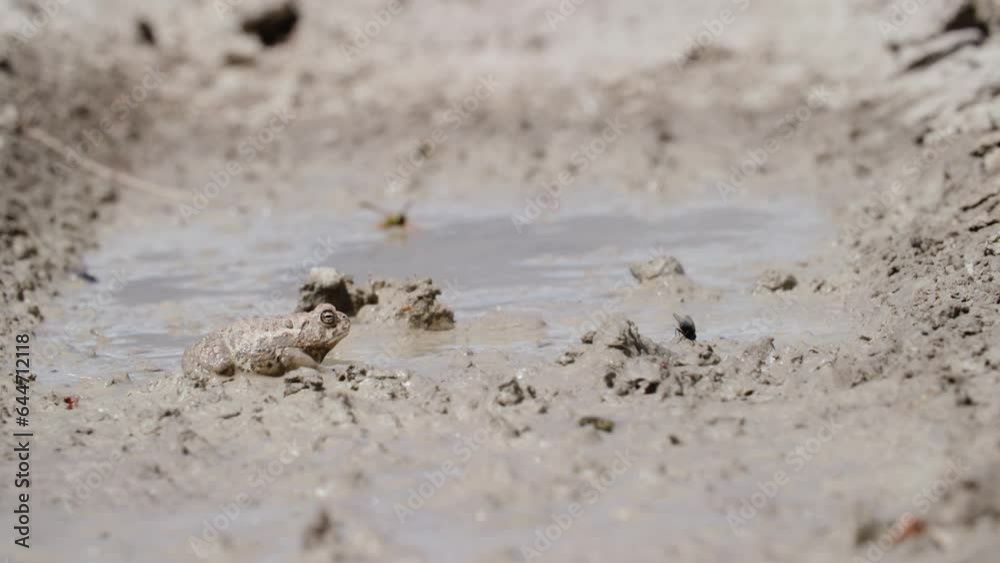 Frog Hopping Through Puddle Formed by Tire Tracks in Boulder Colorado Frog Hopping Through Puddle Formed by Tire Tracks in Boulder Colorado