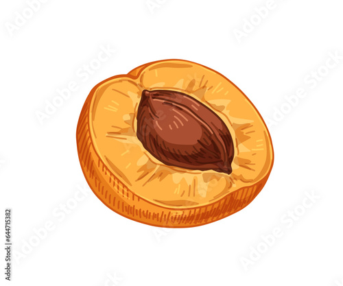 Apricot, cut half with kernel, seed. Fresh fruit cross-section with core, dra...