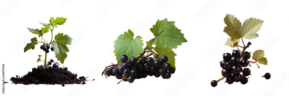 Fototapeta premium Black currant seedlings on a transparent background