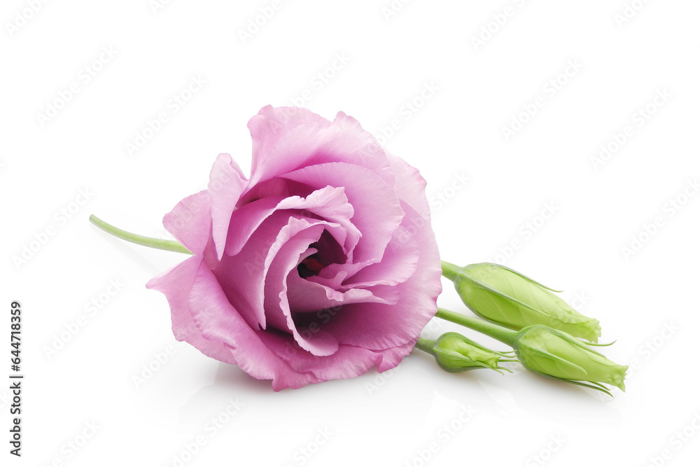 Fototapeta premium Beautiful pink eustoma flower (lisianthus or prairie gentian) with buds isolated on white background close-up