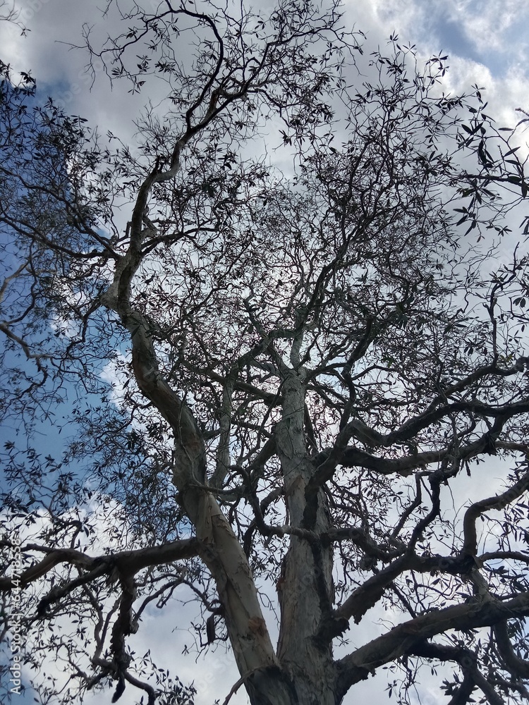 tree in winter tree in winter
