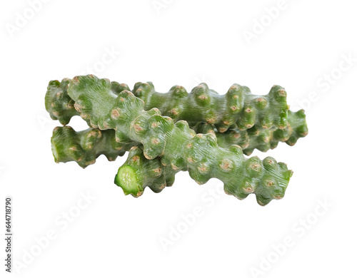 Tinospora cordifolia herb transparent png photo