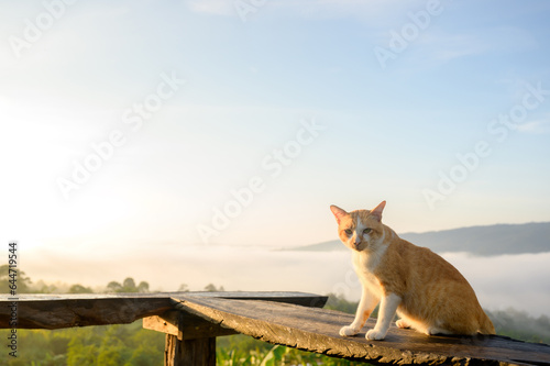 Cute orange cat looking at camera Sitting on the wooden balcony with the misty morning on the hill and the morning sunrise on the hilltop with the beautiful white mist sea of nature.