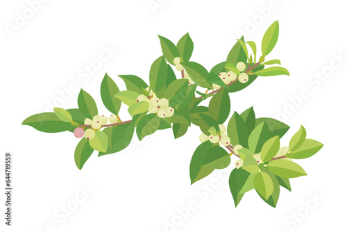 Branches of Chinese Banyan Tree with ripe and raw fruits and green leaves graphic element design on white background.