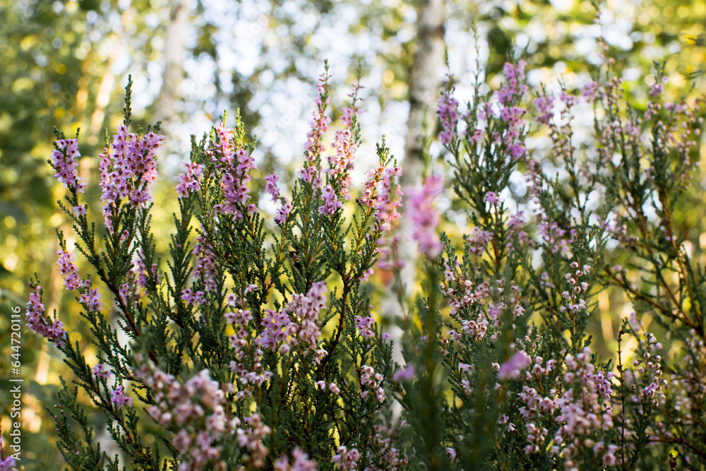 Obraz premium Blooming evergreen shrub heather in autumn in September in the forest in the early morning in the sun