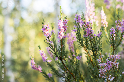 Blooming evergreen shrub heather in autumn in September in the forest in the early morning in the sun