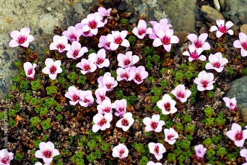 pink and white flowers tipical flower in svalbard norway  photo