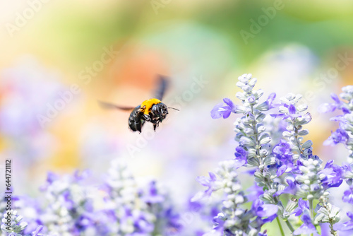花畑で蜜を集めるクマバチ
