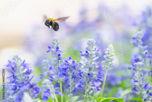 Fototapeta Naklejka Na Ścianę i Meble -  花畑で蜜を集めるクマバチ