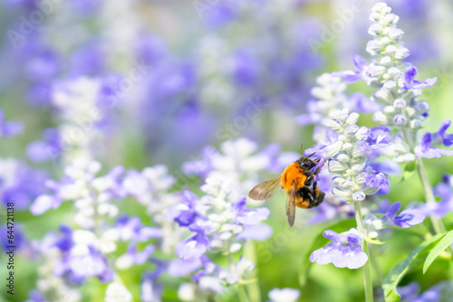 花畑で蜜を集めるミツバチ © imacoconut