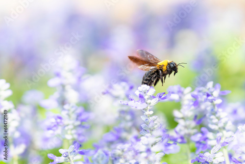花畑で蜜を集めるクマバチ © imacoconut
