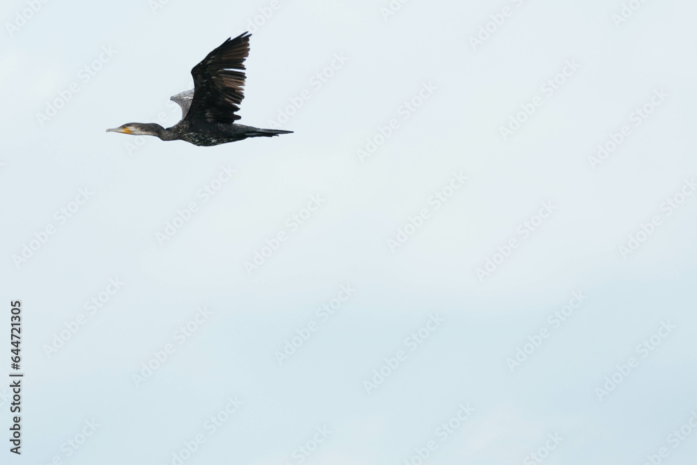 Obraz premium 飛び去る川鵜