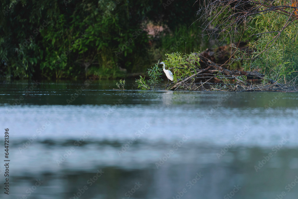 A graceful white bird perched on a serene body of water Wild Danube Delta ecosystem
