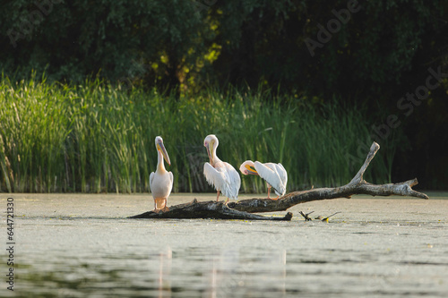 Wild birds perched on a log in the water Wild Danube Delta ecosystem