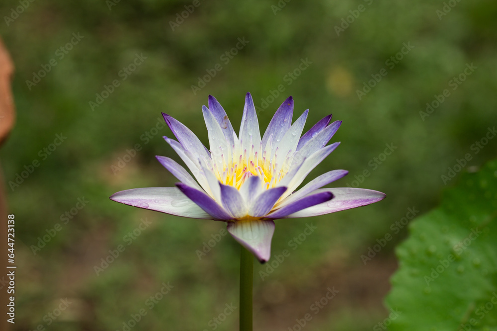Purple lotus flower blooming on the pond in the morning. Purple lotus flower blooming on the pond in the morning.