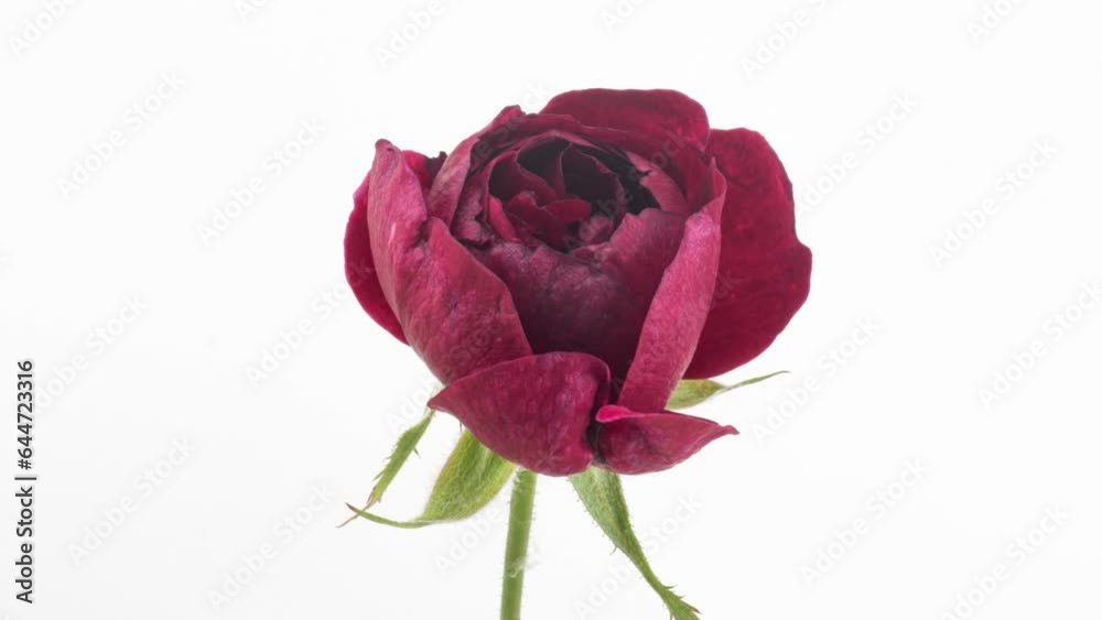 Rose blooms on a white background. Time lapse. Wedding backdrop, easter, Valentine's Day concept. 4K UHD video timelapse. Rose blooms on a white background. Time lapse. Wedding backdrop, easter, Valentine's Day concept. 4K UHD video timelapse.