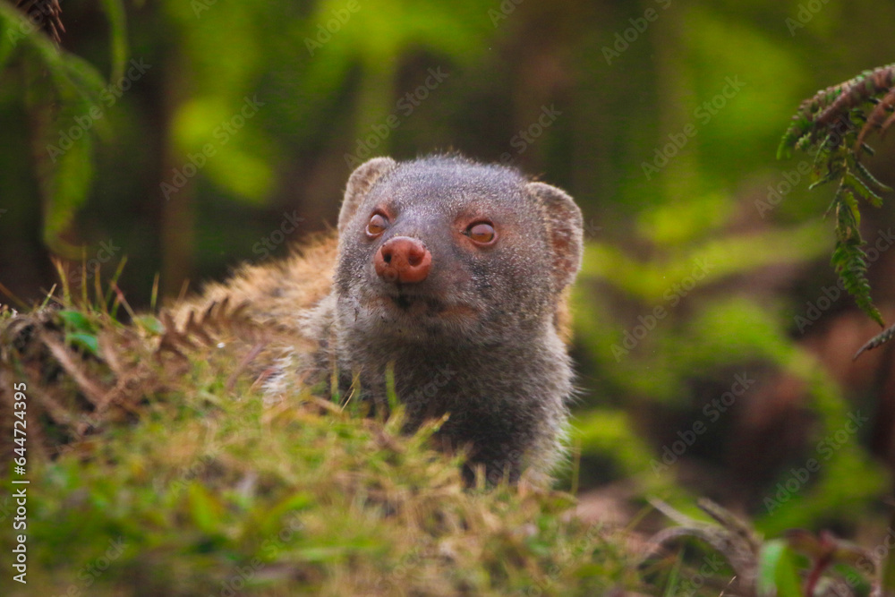 Wild horton plains in sri lanka Wild horton plains in sri lanka