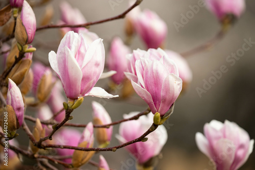 Magnolia tree blossom © Griselda