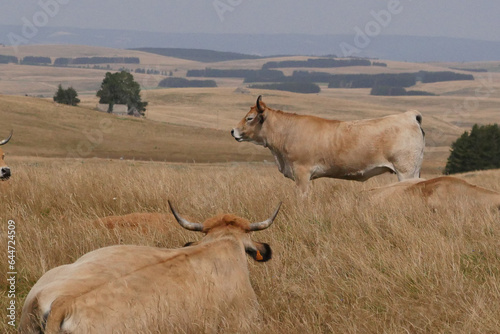 Aubrac cows in the countryside of Lozere surrounded by nature in the south of France, High quality photo photo