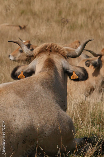 Aubrac cows in the countryside of Lozere surrounded by nature in the south of France, High quality photo photo