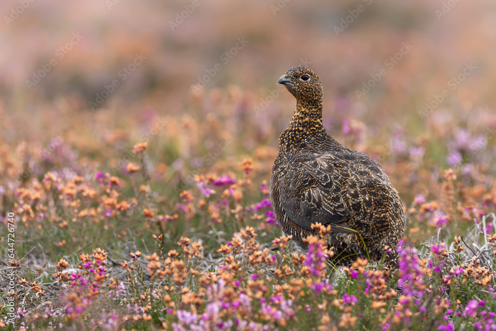 Obraz premium Red Grouse, Scientific name: Lagopus Lagopus. Close up of a Red Grouse in early Autumn as the blooming heather starts to fade.. Facing left. Space for copy. Horizontal.