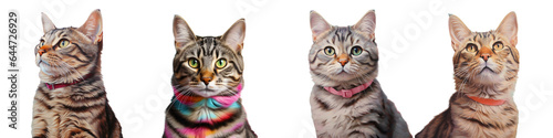 Tabby cat on a transparent background head turns to the side © 2rogan
