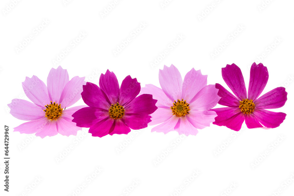 cosmea flowers isolated