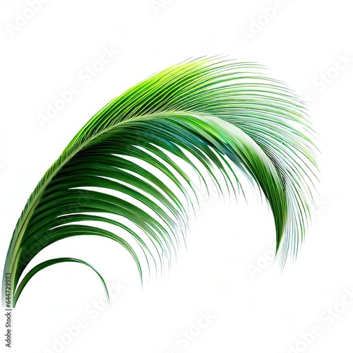 Green Leaves of palm  coconut tree bending isolated on white background