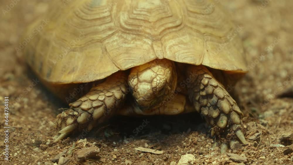 Eastern Hermann's Tortoise hides Head in a Shell Eastern Hermann's Tortoise hides Head in a Shell