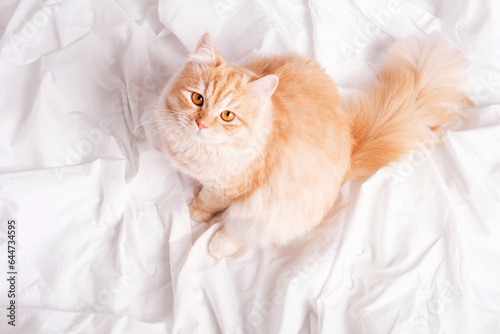 Fluffy tabby ginger cat sitting in bedroom on white sheets  top view.