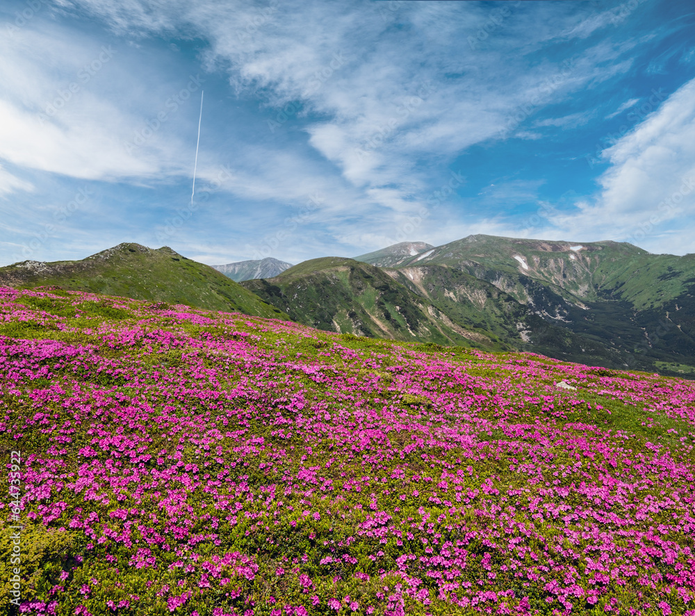Fototapeta premium Blossoming slopes (rhododendron flowers ) of Carpathian mountains, Chornohora, Ukraine. Summer.