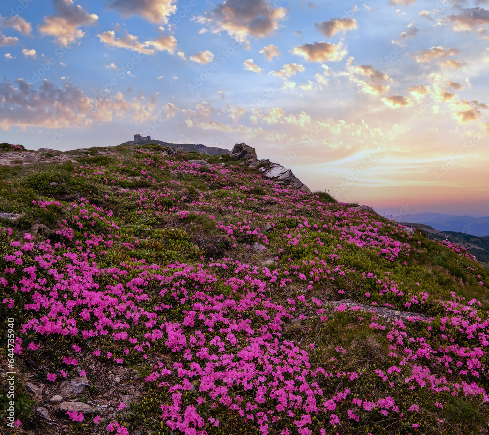 Pink rose rhododendron flowers (in front, close-up) on summer mountain slope and Pip Ivan Mount peak behind with observatory ruins. Carpathian, Chornohora,  Ukraine.