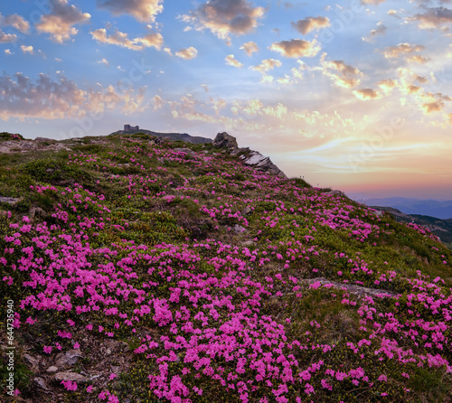 Pink rose rhododendron flowers (in front, close-up) on summer mountain slope and Pip Ivan Mount peak behind with observatory ruins. Carpathian, Chornohora,  Ukraine. © wildman