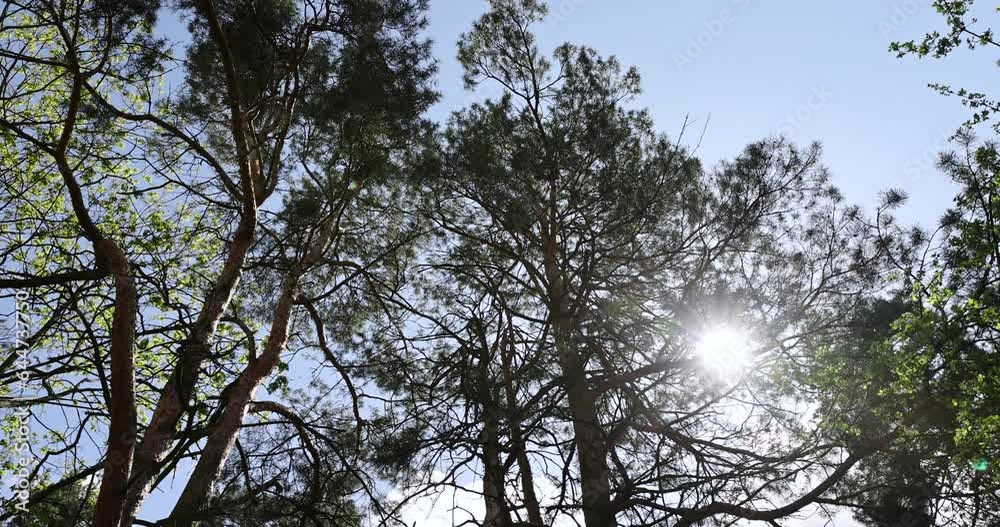 tall pines against the blue sky, pine trees view from bottom to top in spring tall pines against the blue sky, pine trees view from bottom to top in spring