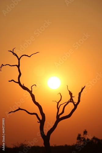 Fototapeta Naklejka Na Ścianę i Meble -  tree sunset