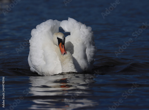 Photography Mute swan